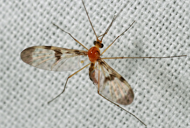 Piccolissime dalle lunghe antenne:Macrocera sp.